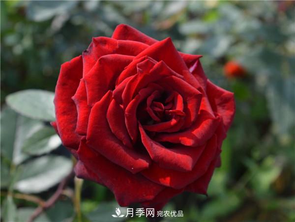 大花月季有多少個(gè)品種？大花月季品種大全！(圖9)