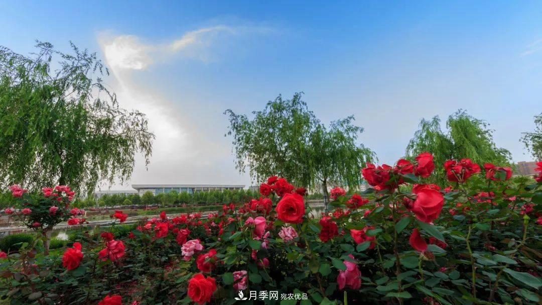 關(guān)于河南“五朵金花”的南陽(yáng)月季，你知道多少？(圖2)