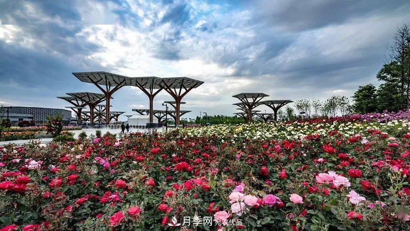 關(guān)于河南“五朵金花”的南陽(yáng)月季，你知道多少？(圖1)