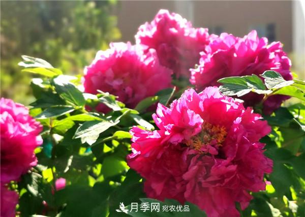 “老家河南·五朵金花”究竟是誰(shuí)？南陽(yáng)月季榜上有名(圖2)