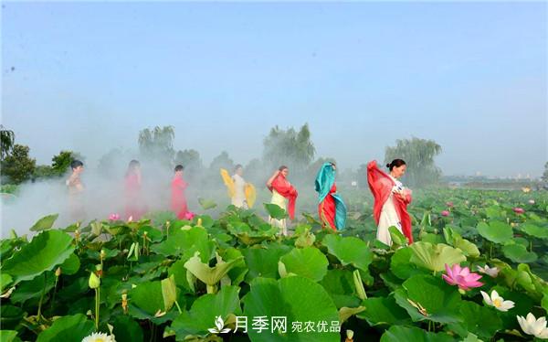 “老家河南·五朵金花”究竟是誰(shuí)？南陽(yáng)月季榜上有名(圖3)