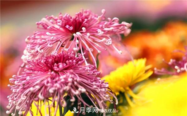“老家河南·五朵金花”究竟是誰(shuí)？南陽(yáng)月季榜上有名(圖4)