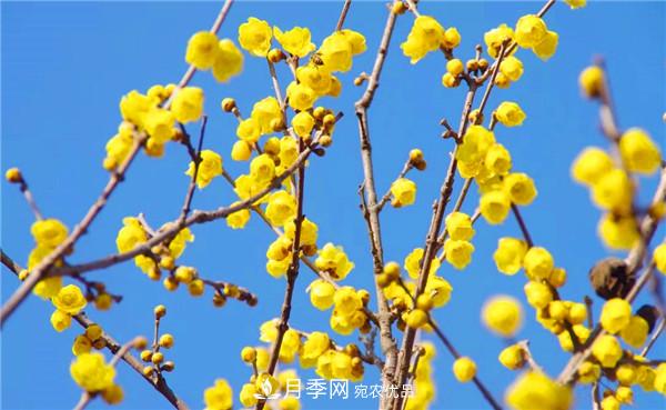 “老家河南·五朵金花”究竟是誰(shuí)？南陽(yáng)月季榜上有名(圖5)