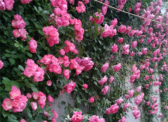 6種藤本月季，花墻養(yǎng)成必選品種，四季開花不停歇(圖1)