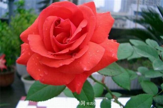 6種藤本月季，花墻養(yǎng)成必選品種，四季開花不停歇(圖2)