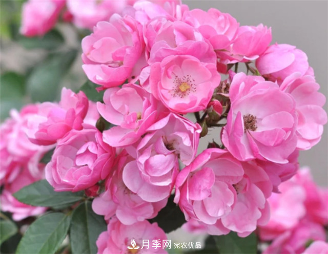 6種藤本月季，花墻養(yǎng)成必選品種，四季開花不停歇(圖4)
