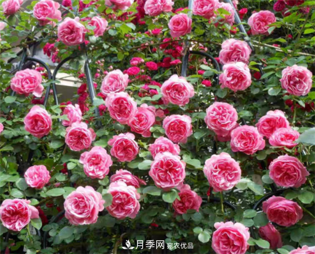 6種藤本月季，花墻養(yǎng)成必選品種，四季開花不停歇(圖5)