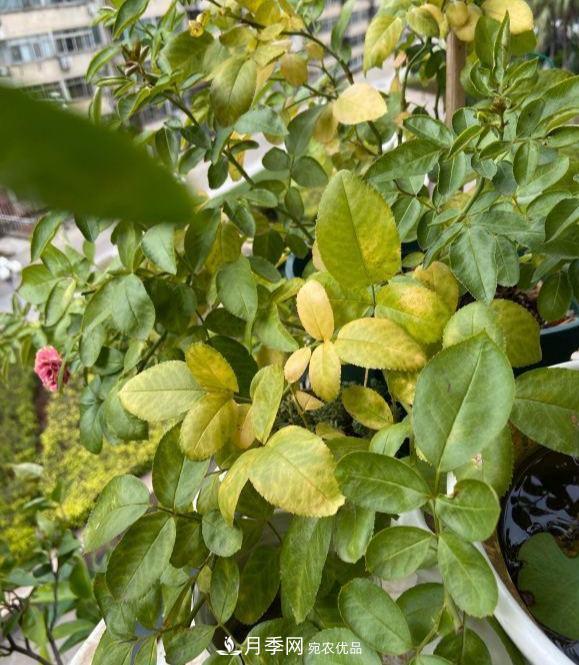 夏天暴雨天，月季發(fā)黃枯萎，2個(gè)原因需要解決(圖1)