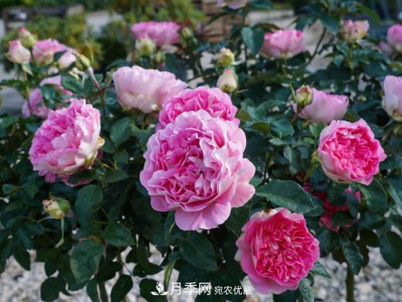 夏天暴雨天，月季發(fā)黃枯萎，2個(gè)原因需要解決(圖2)