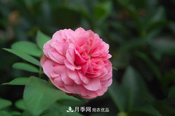 達芬奇“粉色月季”令人驚艷，生長快開花重瓣，開花太美(圖1)