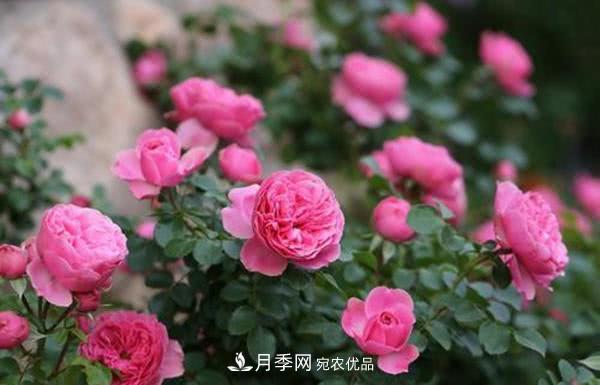 達芬奇“粉色月季”令人驚艷，生長快開花重瓣，開花太美(圖2)