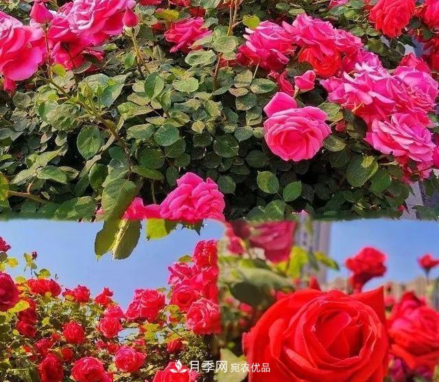 山東濟南歷城區(qū)唐冶西路的樹狀月季花?！懊廊缙G”(圖2)
