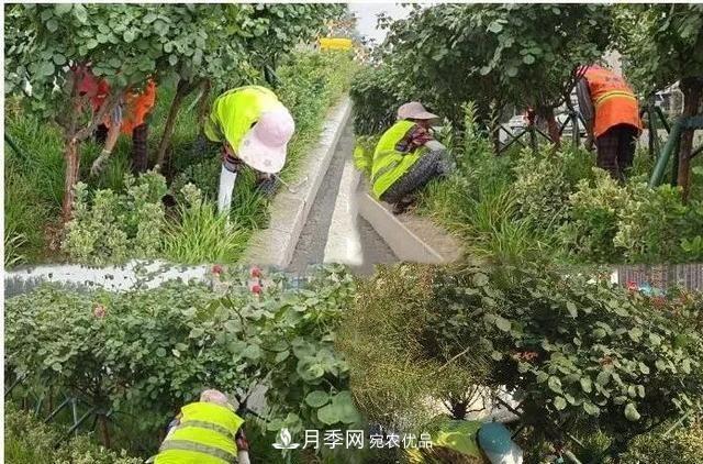 山東濟南歷城區(qū)唐冶西路的樹狀月季花?！懊廊缙G”(圖4)