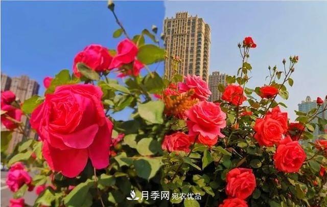 山東濟南歷城區(qū)唐冶西路的樹狀月季花海“美如艷”(圖1)