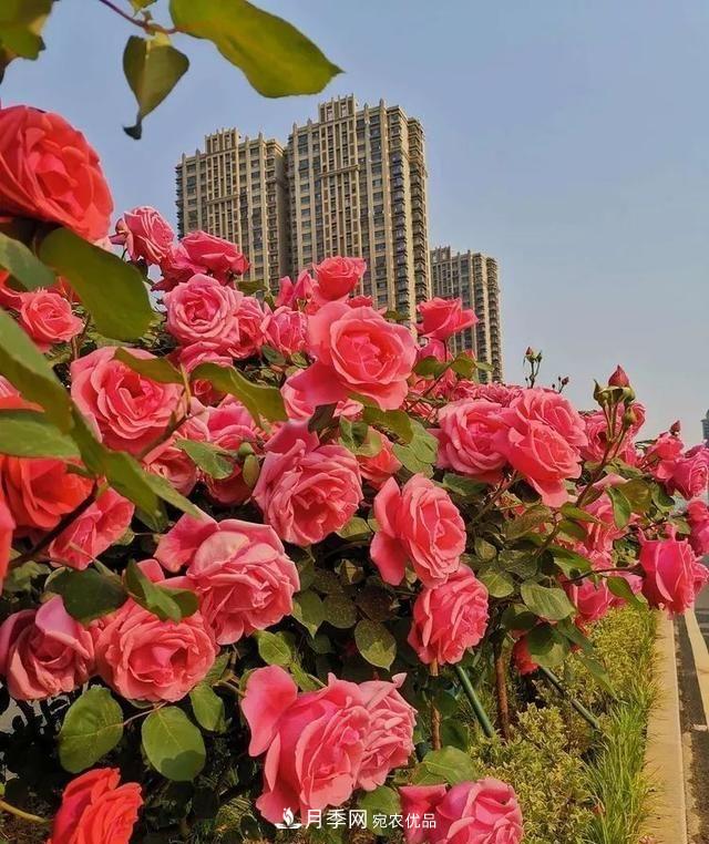 山東濟南歷城區(qū)唐冶西路的樹狀月季花海“美如艷”(圖5)