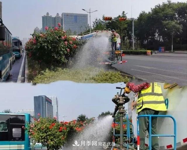 山東濟南歷城區(qū)唐冶西路的樹狀月季花?！懊廊缙G”(圖3)