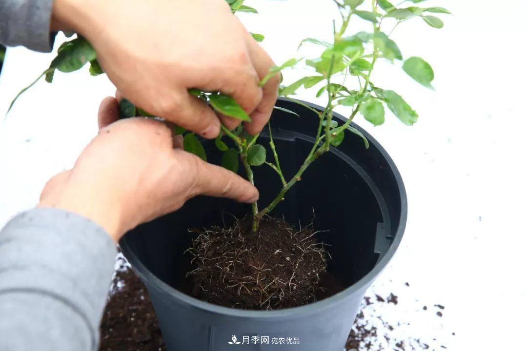 入坑月季必須知道的換盆小知識！(圖1)