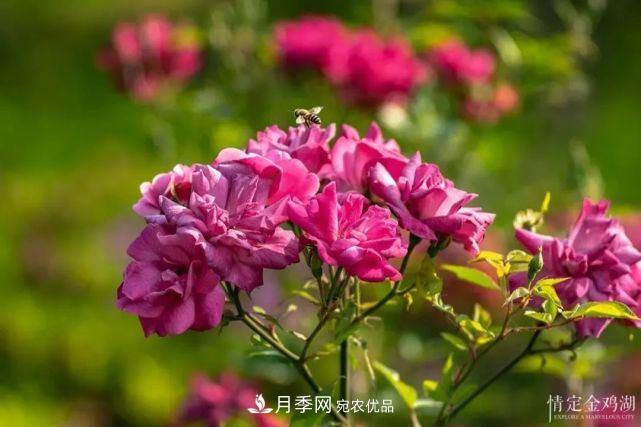 蘇洲金雞湖畔！大美月季花海！(圖3)