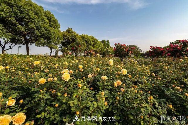 蘇洲金雞湖畔！大美月季花海！(圖2)