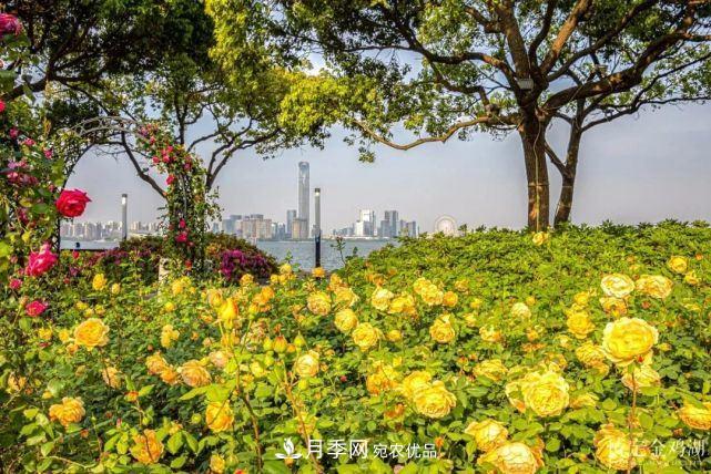 蘇洲金雞湖畔！大美月季花海！(圖1)