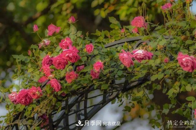 蘇洲金雞湖畔！大美月季花海！(圖5)