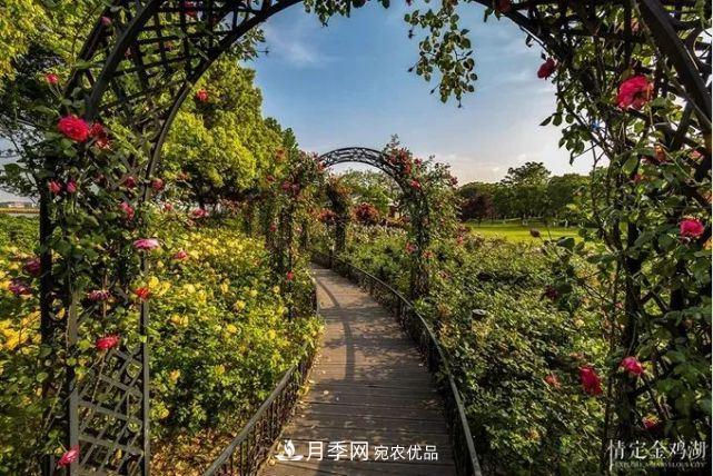 蘇洲金雞湖畔！大美月季花海！(圖4)