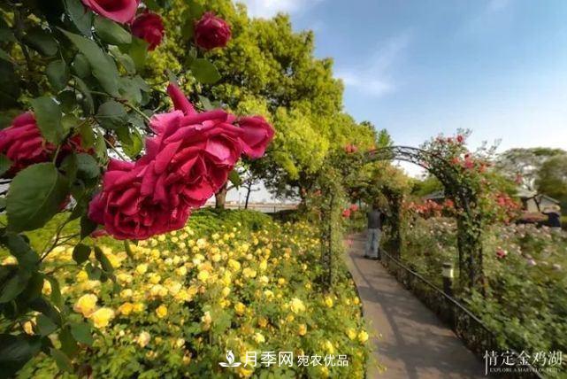 蘇洲金雞湖畔！大美月季花海！(圖6)