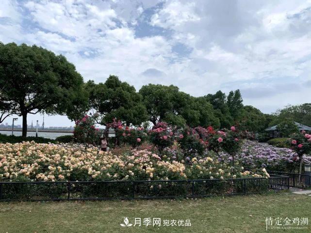 蘇洲金雞湖畔！大美月季花海！(圖7)