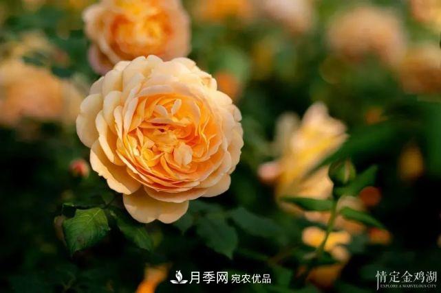 蘇洲金雞湖畔！大美月季花海！(圖8)