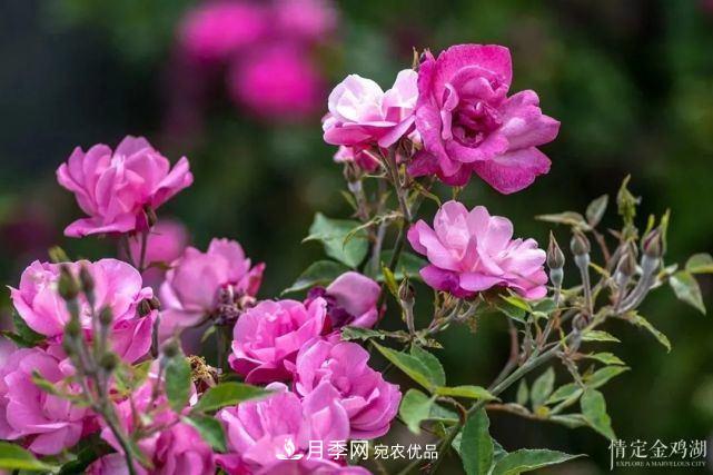 蘇洲金雞湖畔！大美月季花海！(圖9)