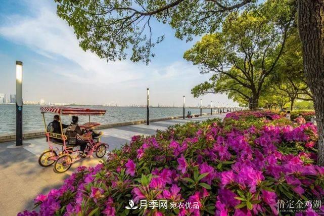 蘇洲金雞湖畔！大美月季花海！(圖10)