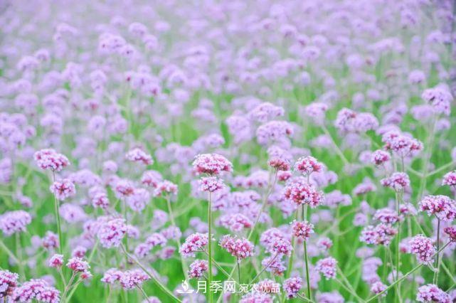 蘇洲金雞湖畔！大美月季花海！(圖12)