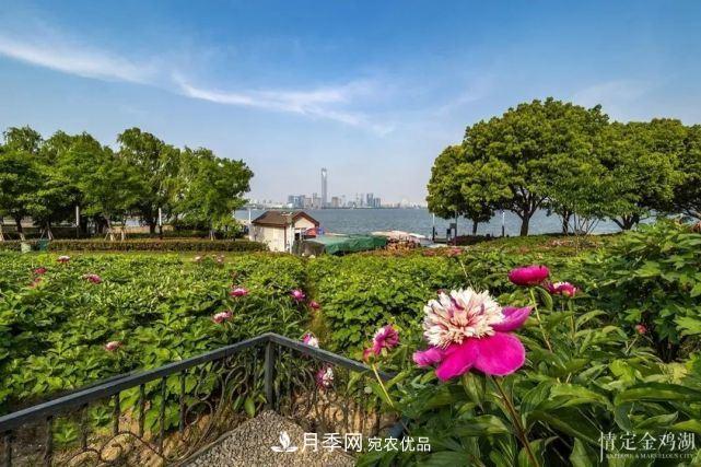 蘇洲金雞湖畔！大美月季花海！(圖11)