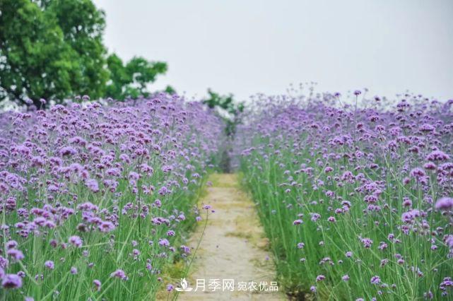 蘇洲金雞湖畔！大美月季花海！(圖13)