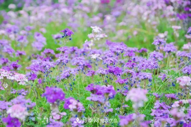 蘇洲金雞湖畔！大美月季花海！(圖14)