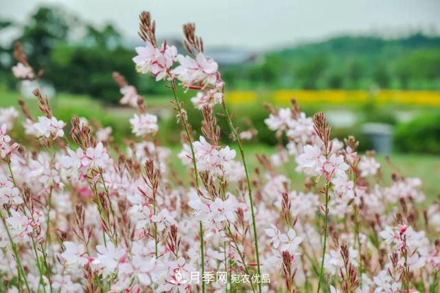 蘇洲金雞湖畔！大美月季花海！(圖16)