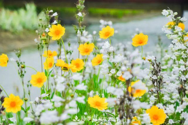 蘇洲金雞湖畔！大美月季花海！(圖17)