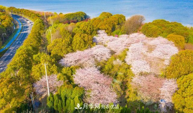 蘇洲金雞湖畔！大美月季花海！(圖19)