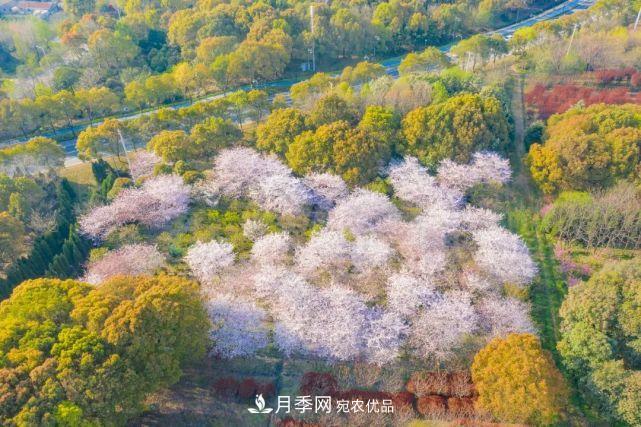蘇洲金雞湖畔！大美月季花海！(圖20)