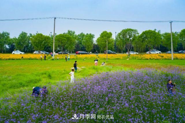蘇洲金雞湖畔！大美月季花海！(圖24)