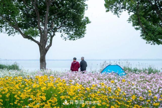蘇洲金雞湖畔！大美月季花海！(圖23)