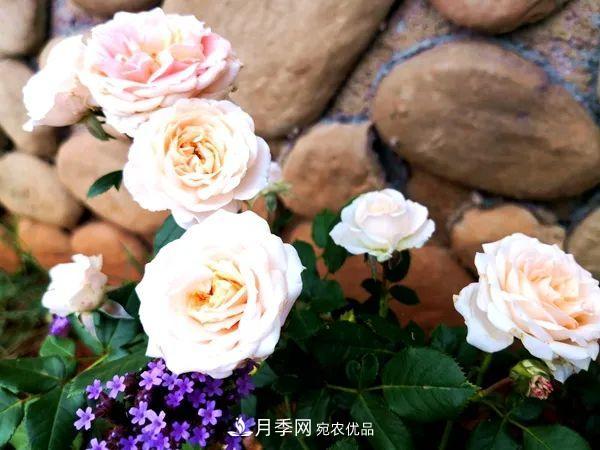 月季：曾陪桃李開時雨，仍伴梧桐落后風(fēng)(圖1)