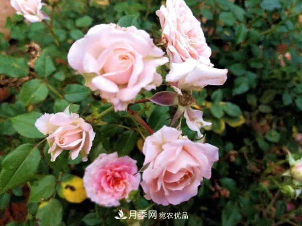 月季：曾陪桃李開時雨，仍伴梧桐落后風(fēng)(圖2)