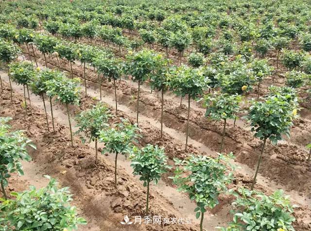 青海樹(shù)狀月季苗圃培育，月季嫁接栽培技術(shù)(圖2)