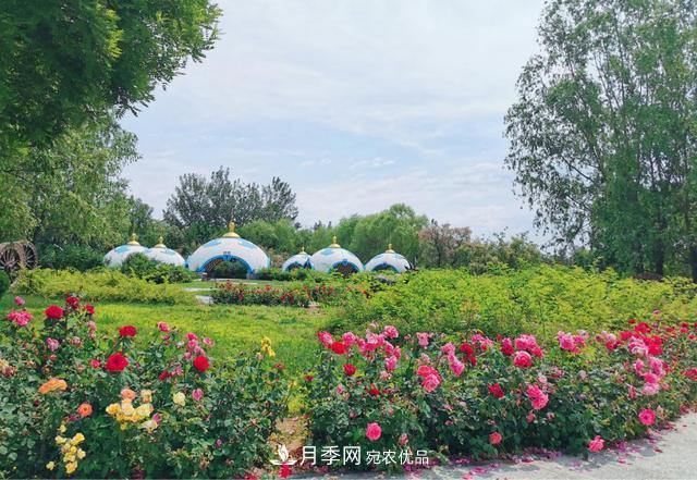 今夏到北京豐臺，看亭臺樓閣，賞各色月季(圖2)