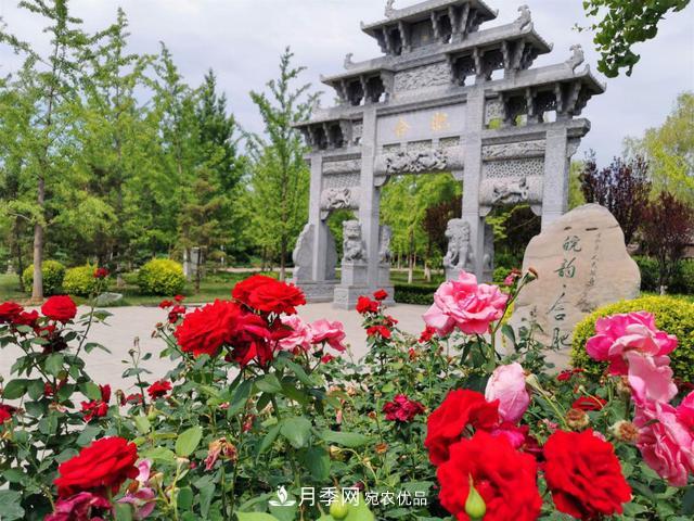 今夏到北京豐臺，看亭臺樓閣，賞各色月季(圖1)
