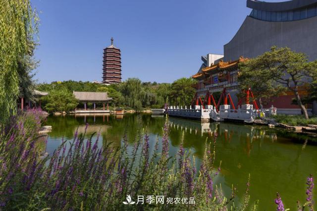 今夏到北京豐臺，看亭臺樓閣，賞各色月季(圖3)