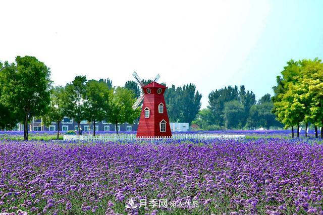 今夏到北京豐臺，看亭臺樓閣，賞各色月季(圖5)