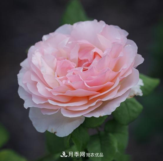 月季達人分享2個養(yǎng)護小技巧，新人入月季坑輕松學(圖1)