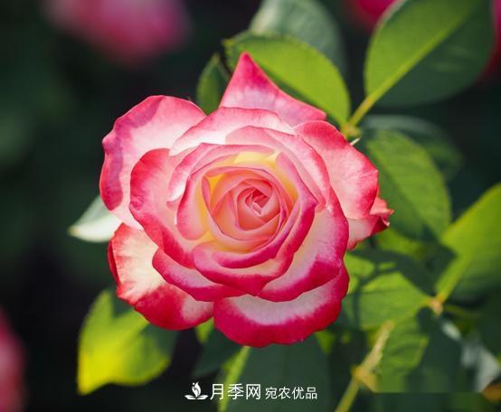 月季達人分享2個養(yǎng)護小技巧，新人入月季坑輕松學(圖2)